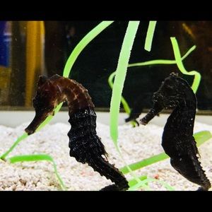 Meet your Posher, Naoki